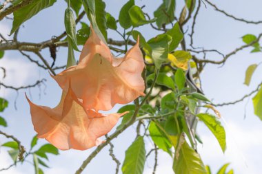 Thorn Apple (Datura fastuosa L.) çiçek