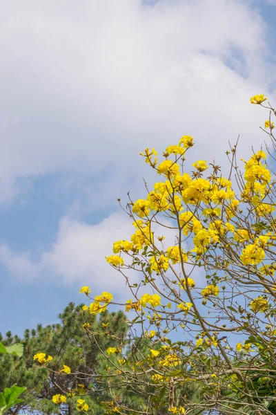 Tabebuia chrysotricha gelbe Blüten — Stockfoto