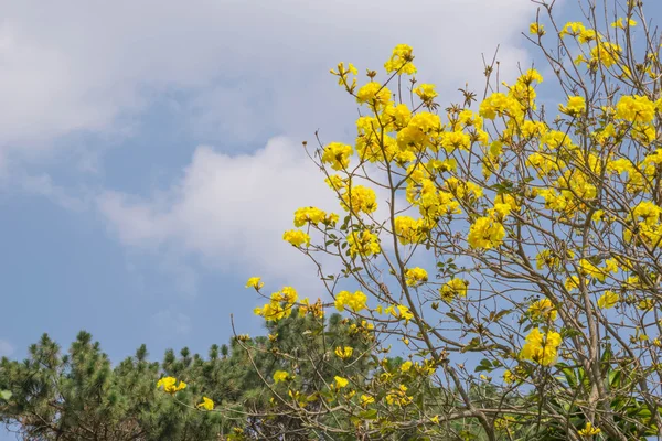 Tabebuia chrysotricha žluté květy — Stock fotografie
