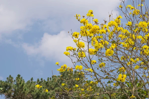 Tabebuia chrysotricha — стоковое фото