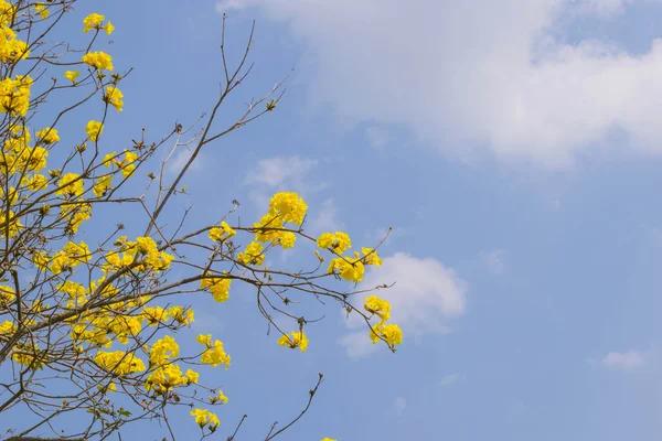 Tabebuia chrysotricha gule blomster - Stock-foto