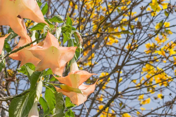 Thorn Apple (Datura fastuosa L.) bloem — Stockfoto