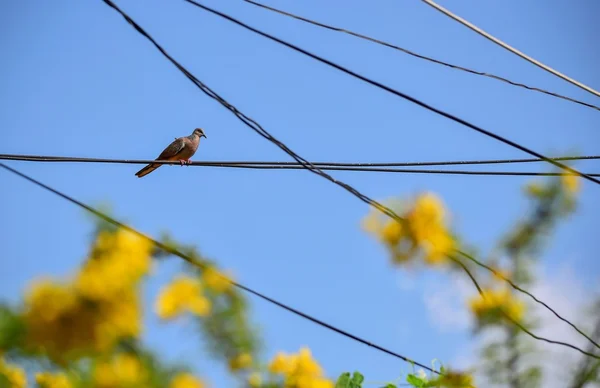 Zebratauben ruhen auf Stromkabel — Stockfoto