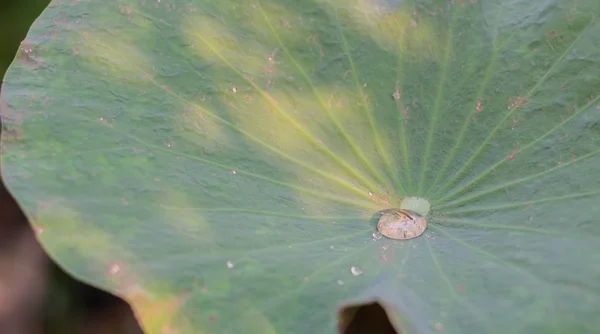 Wassertropfen auf Lotusblatt — Stockfoto