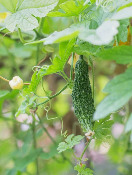 Fresh bitter melon — Stock Photo, Image