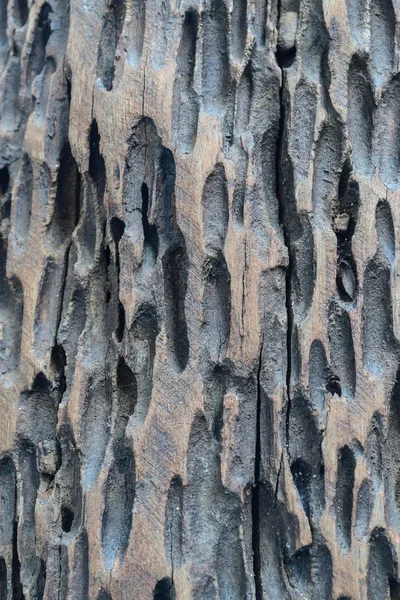  Ağaç kabuğu dokusu