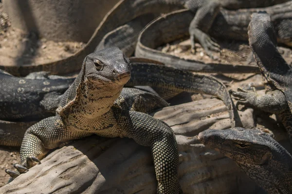 Víz idegen rádióadást figyel gyík (varanus salvator) — Stock Fotó