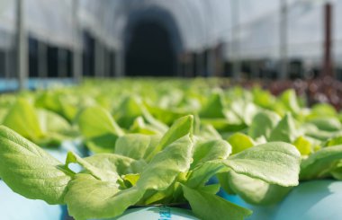 Organik hydroponic sebzeler 