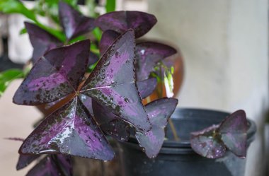 Oxalis triangularis 