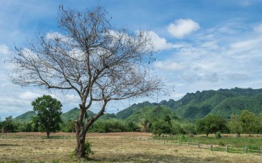Tamarind tree and blue sky