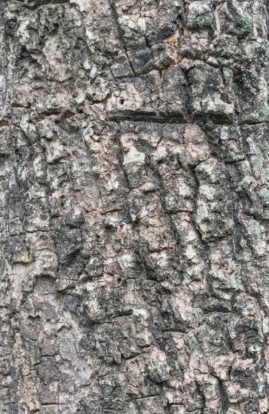 Textura de corteza de árbol — Foto de Stock