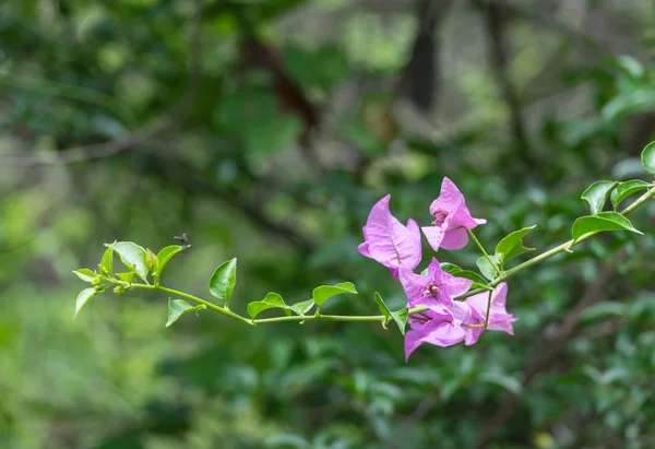 Bougainvillea flower indented — Stock Photo, Image