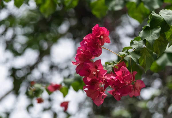 Bougainvillea flower — Stock Photo, Image