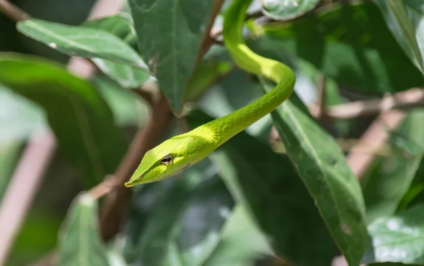 Yakın çekim yeşil engerek