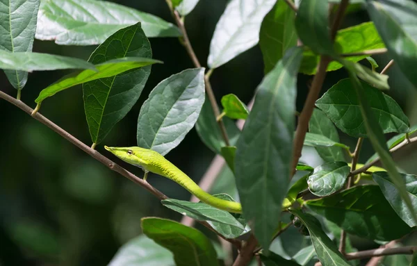 Yakın çekim yeşil engerek