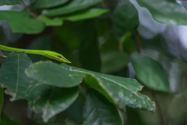Yakın çekim yeşil engerek
