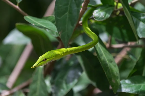 特写的绿色毒蛇 — 图库照片