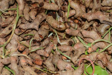 Turmaric (Curcuma longa L. )