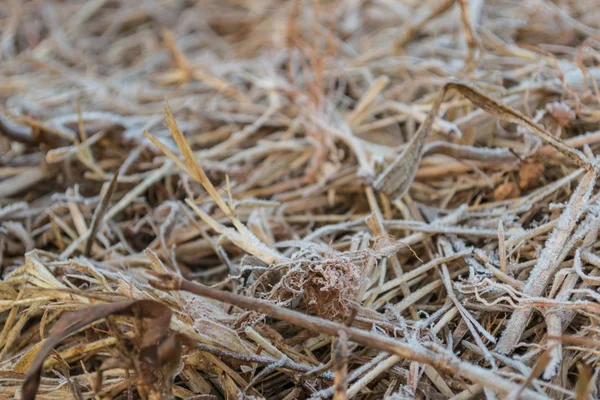 Close-up of frost covered grass — Stock Photo, Image