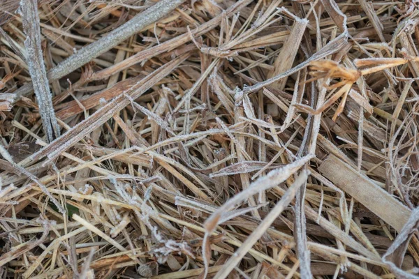 Frost covered grass — Stock Photo, Image