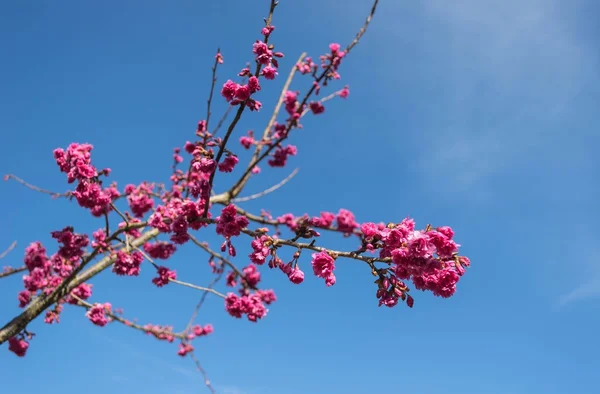 vahşi Himalaya kiraz çiçek