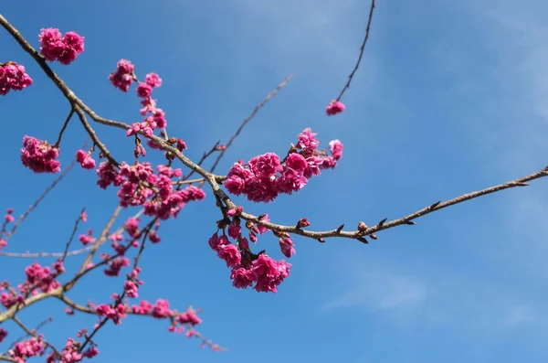 Wilde Himalaya-Kirschblüte — Stockfoto