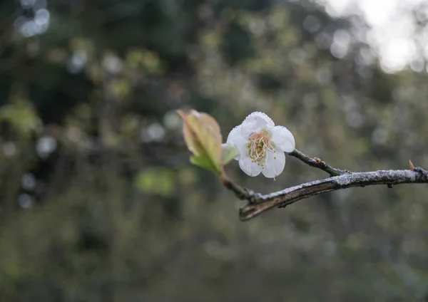 Bahar çiçeği çiçek kayısı