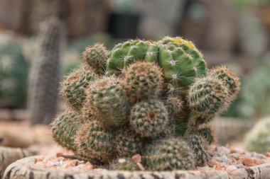 kaktüs bitkileri Bahçe