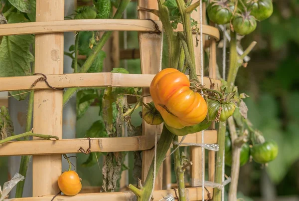 Taze Solanum lycopersicum