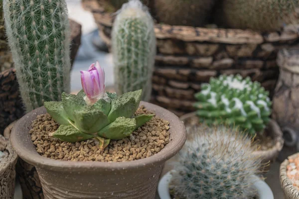 Kakteenpflanzen im Garten — Stockfoto