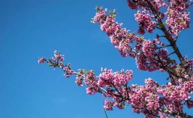 vahşi Himalaya kiraz çiçek