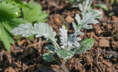 Genç bitki büyüme 