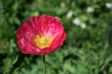 Güzel haşhaş somniferum