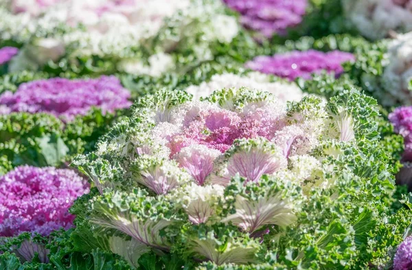 Brassica hibrid çiçek 