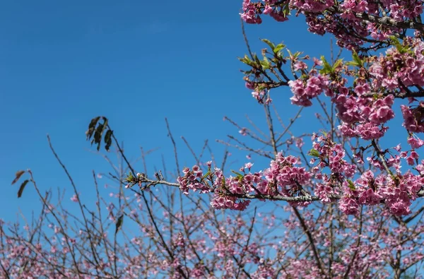 Vilde himalaya kirsebær blomst - Stock-foto