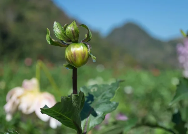 Bud flower in the garden — Stock Photo, Image