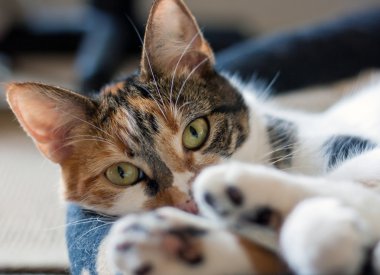 Alaca kaplumbağa kabuğu kedi.