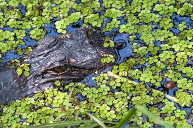 Lafitte, Louisiana, ABD 'deki Jean Lafitte Ulusal Parkı Barataria' daki Bayou Coquille 'in yüzeyinde timsahın yakın çekimi