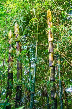 Giant timber bamboo and golden bamboo growing in suburban garden clipart