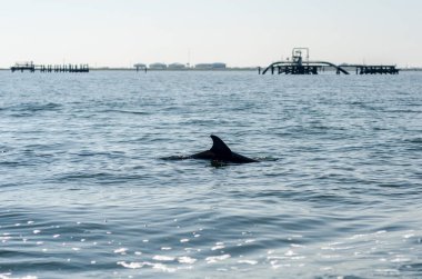 Dolphin swimming in Gulf of Mexico with oil storage tanks and pipelines in background clipart