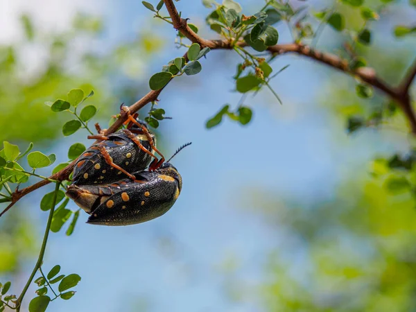 Tarangire Ulusal Parkı 'nda Tanzanya' da bir şubede çiftleşen iki Afrika Ormanı Kurşunu Böceği.