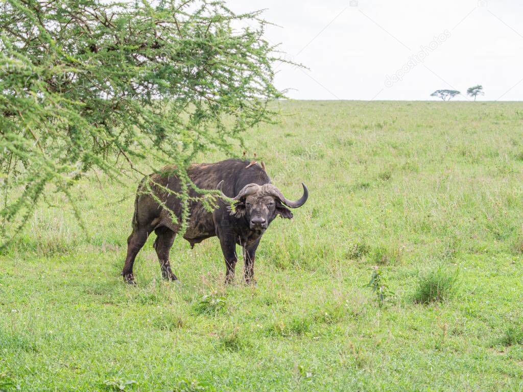 African buffalo in Serengeti National Park, Tanzania
