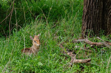 Kirk, Tanzanya 'daki Serengeti Ulusal Parkı' nda uzun çimlerde oturuyor.