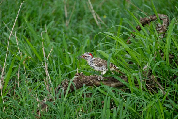 Nubischer Specht Auf Einem Baumstamm Der Nördlichen Serengeti Tansania — Stockfoto