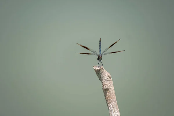 Dragonfly Perched Stick Water City Park New Orleans — Stock Photo, Image