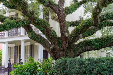 NEW ORLEANS, LA - 2 ARALIK 2020: Lower Garden District malikanesinin önündeki yayılan meşe ağacı