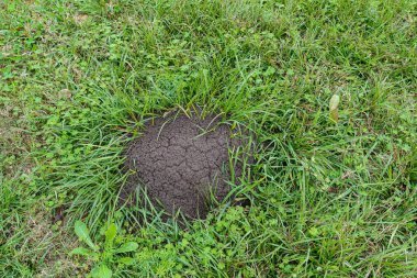 Çimenli bölgede ateş karıncaları tepesi