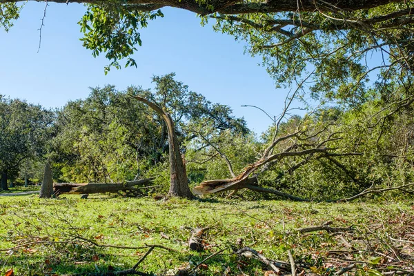 New Orleans, LA, ABD 'de Bayou St. John boyunca Zeta Kasırgası tarafından ikiye bölünmüş ağaç.
