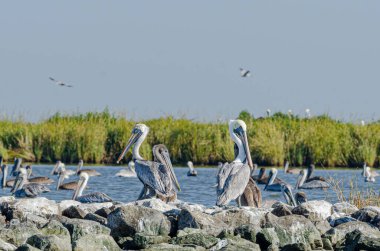 Kahverengi Pelikanlar Barataria Körfezi 'ndeki Pelikan Adası' nda ve Louisiana Körfezi 'nde oturuyor.