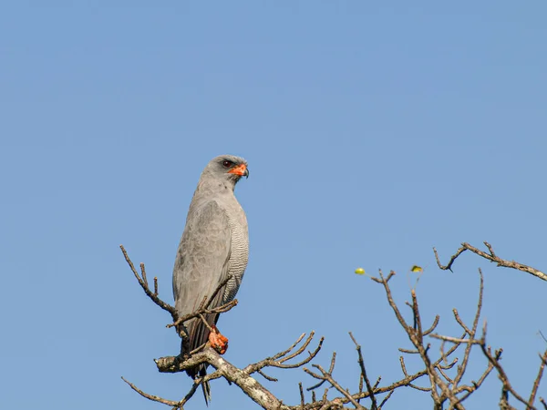 Goshawk Canto Oscuro Thornybush Game Reserve Sudáfrica —  Fotos de Stock